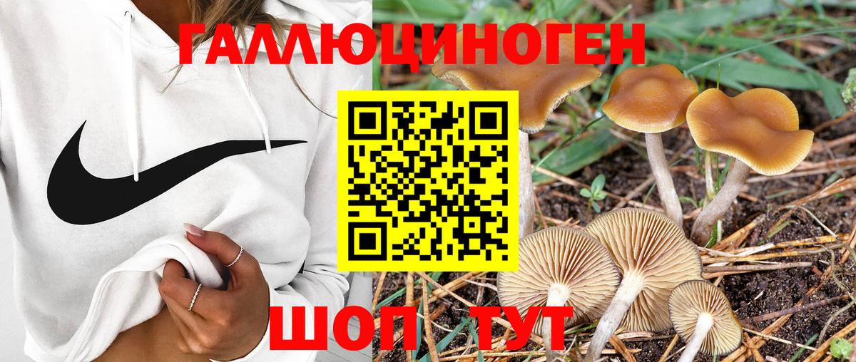 Галлюциногенные грибы прущие грибы Новокубанск
